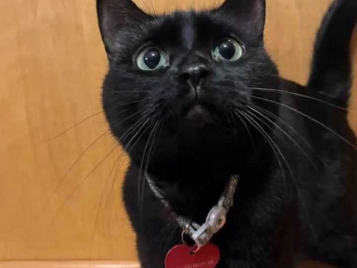Gatto messaggero: una donna trova il proprio micio con indosso un collare con un messaggio speciale!