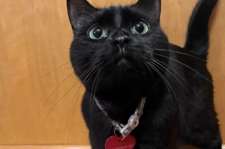 Gatto messaggero: una donna trova il proprio micio con indosso un collare con un messaggio speciale!