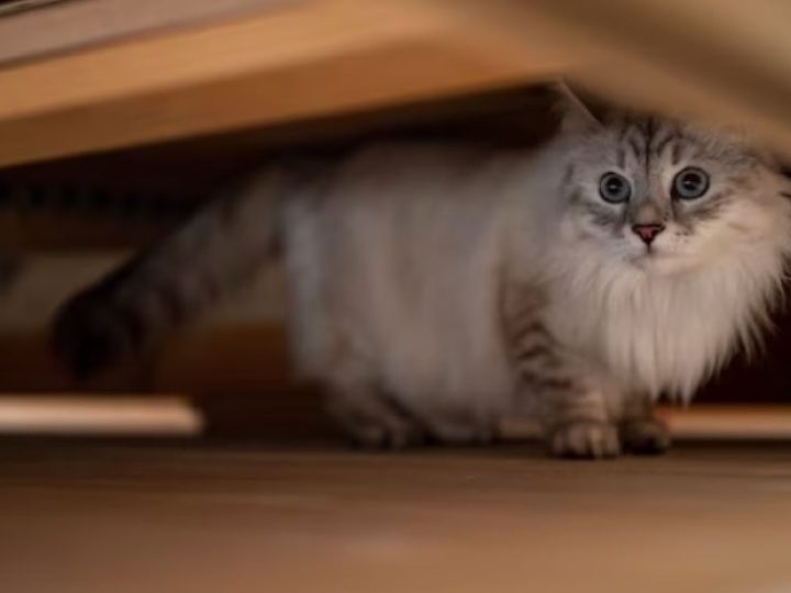 Gatto timido: perché il mio gatto si nasconde quando arrivano persone in casa? Scopriamolo subito!