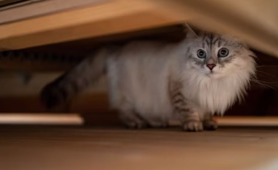 Gatto timido: perché il mio gatto si nasconde quando arrivano persone in casa? Scopriamolo subito!