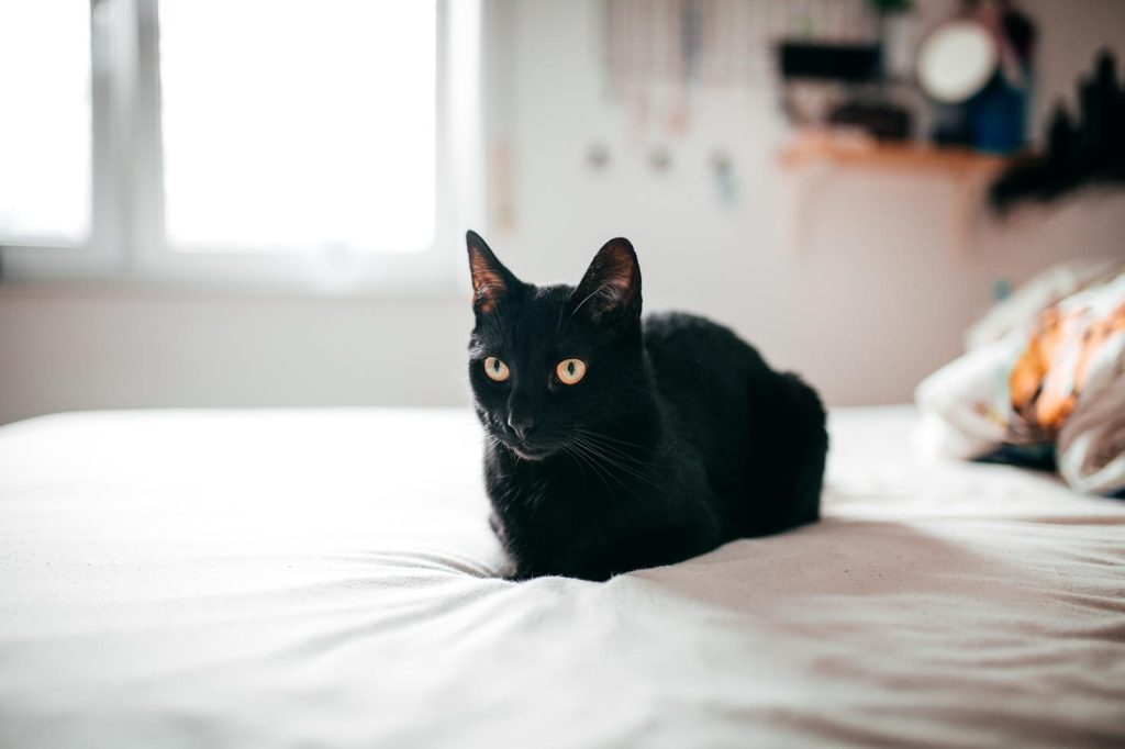 Per quanto tempo mamma gatta cerca i cuccioli