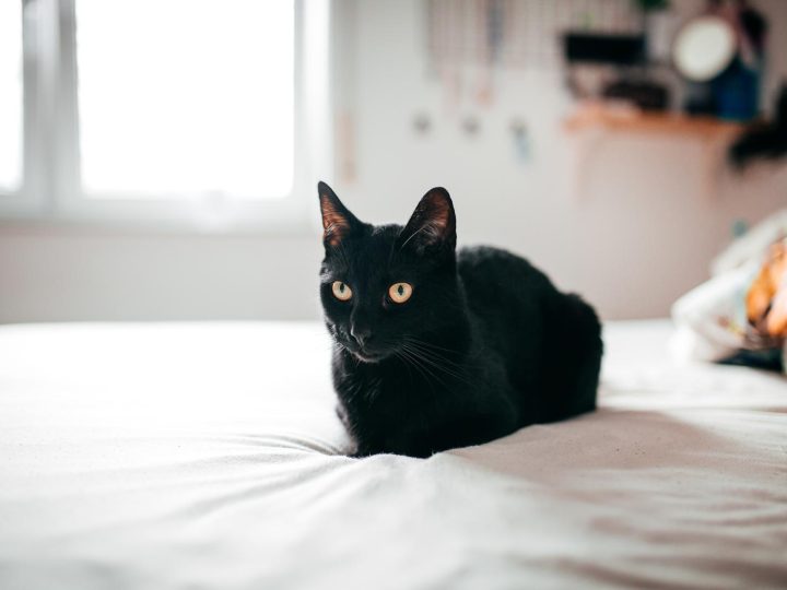 Per quanto tempo mamma gatta cerca i cuccioli?