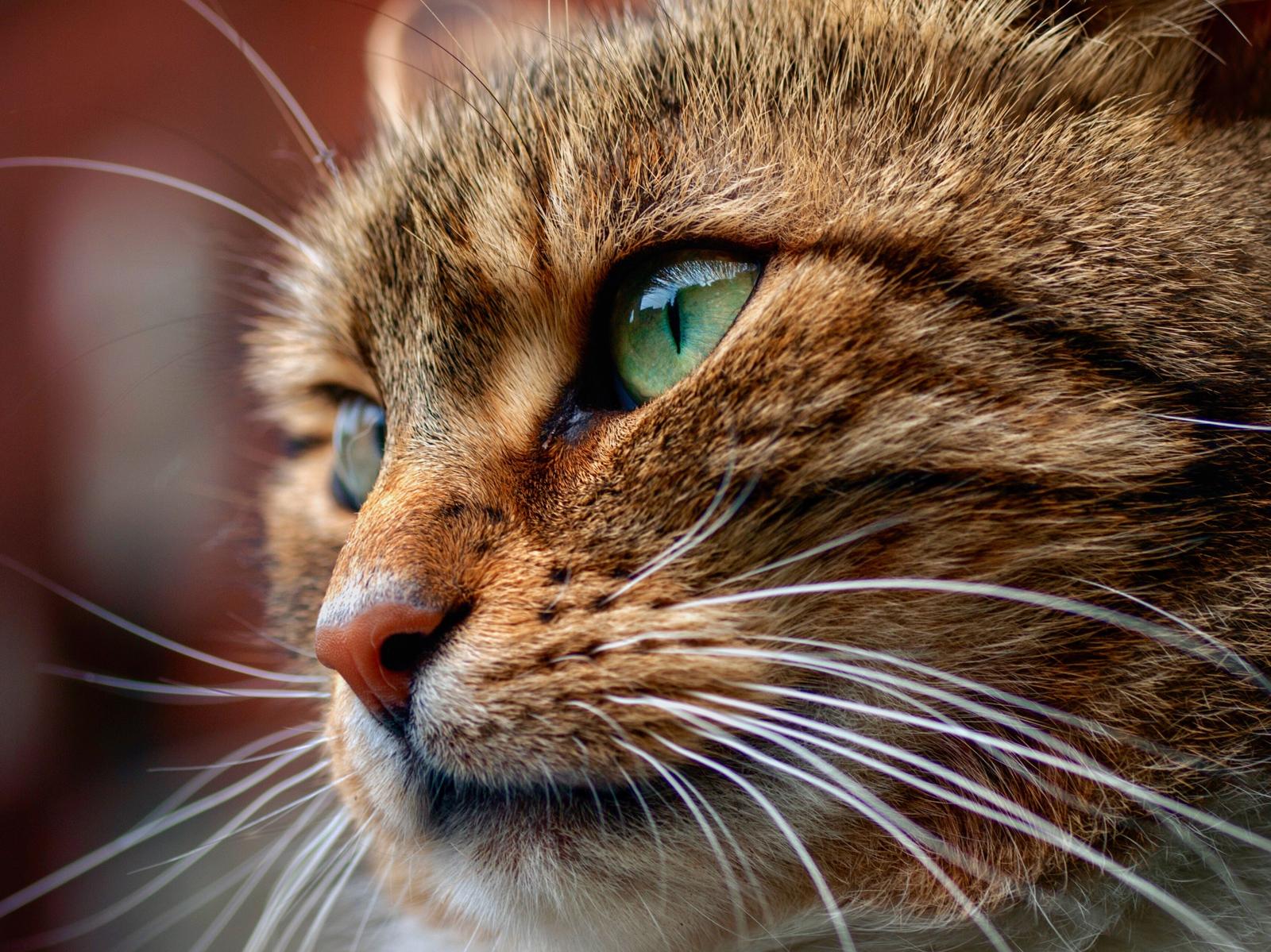 Perché i gatti fanno le fusa quando li accarezzi?