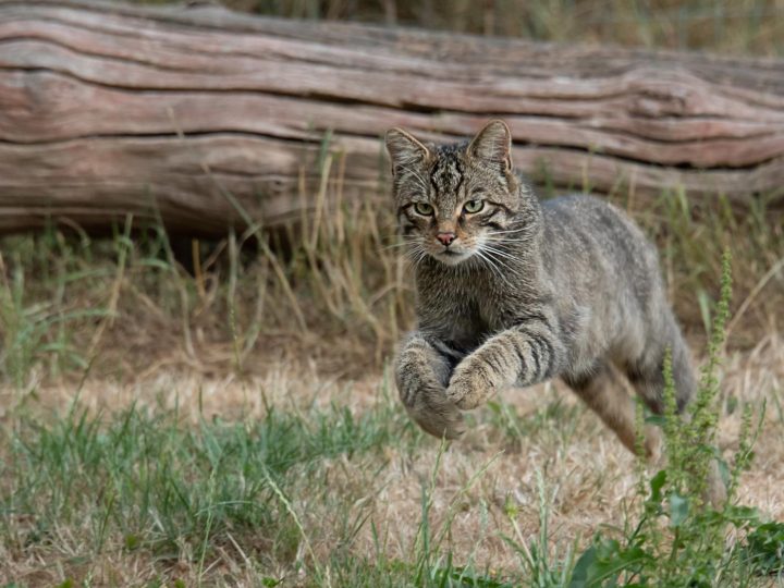 Perché i gatti hanno paura dei cetrioli?