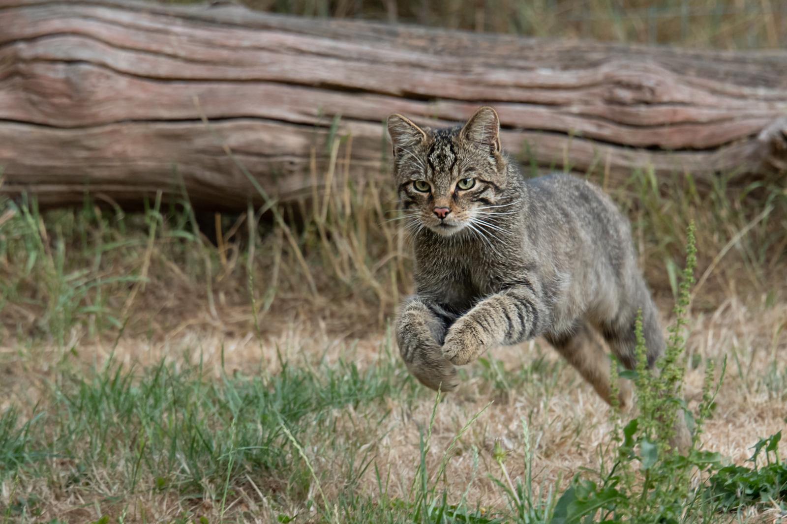 Perché i gatti hanno paura dei cetrioli?