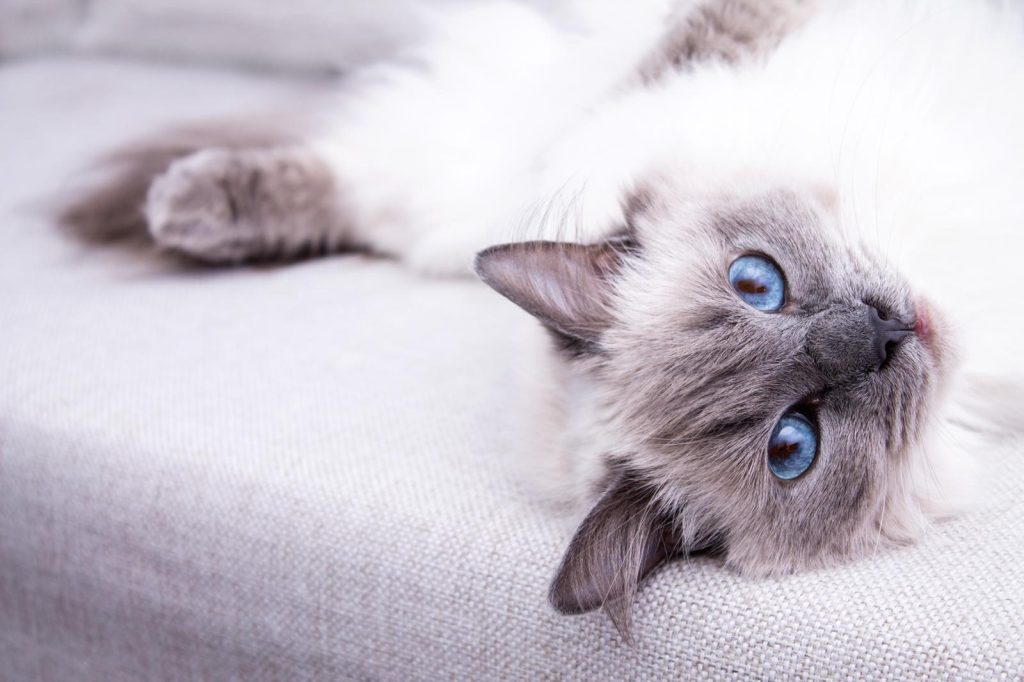 Perché i gatti mordono