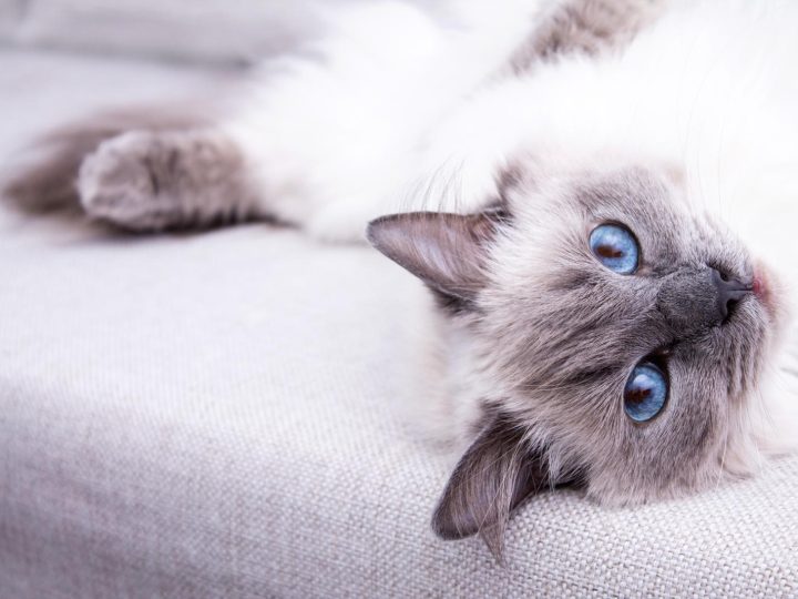 Perché i gatti mordono?