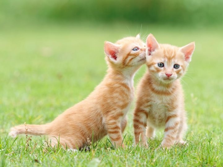 Perché i gatti mordono e scalciano?