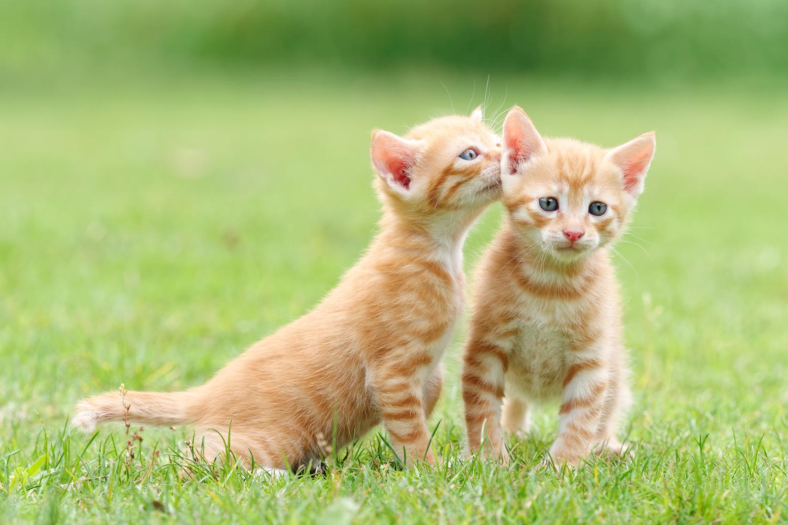 Perché i gatti mordono e scalciano?