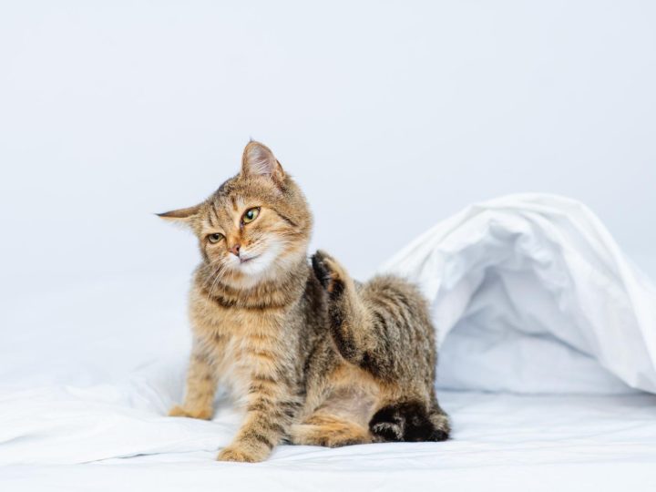 Perché i gatti mordono i piedi?