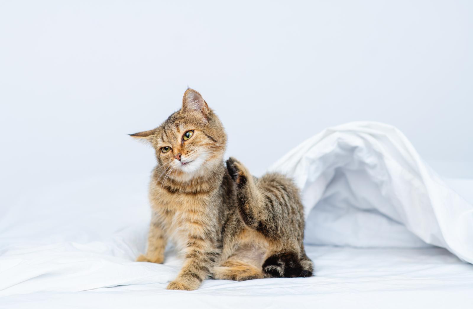 Perché i gatti mordono i piedi?