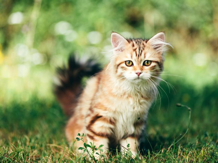 Perché i gatti si leccano?