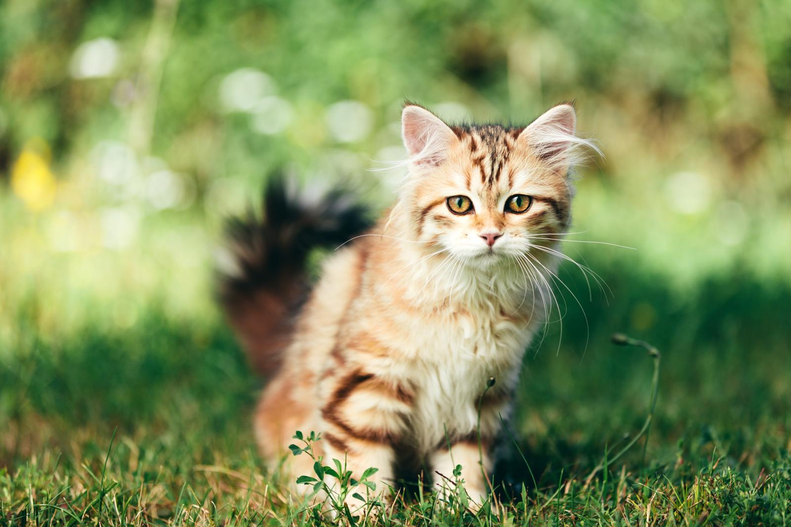 Perché i gatti si leccano?