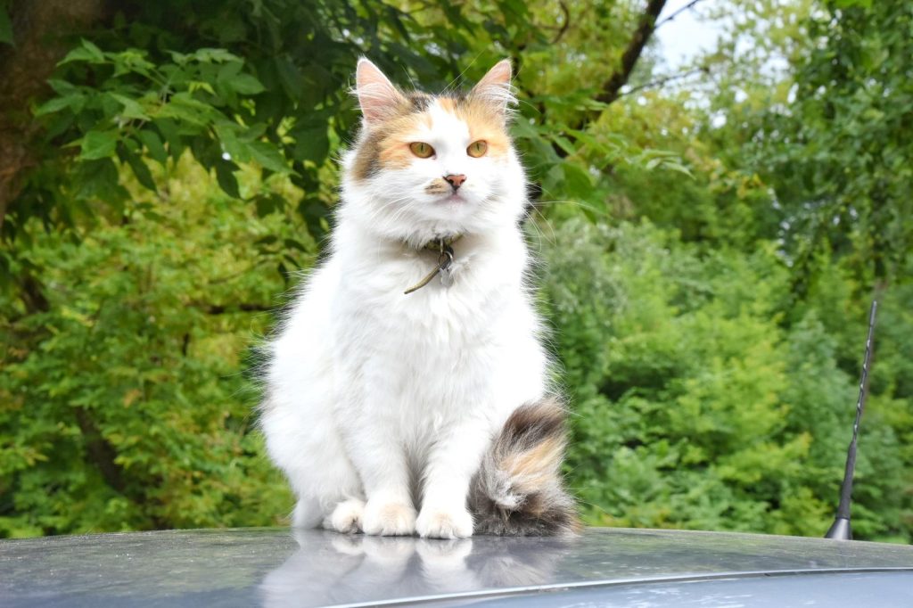 Perché i gatti si nascondono quando stanno male