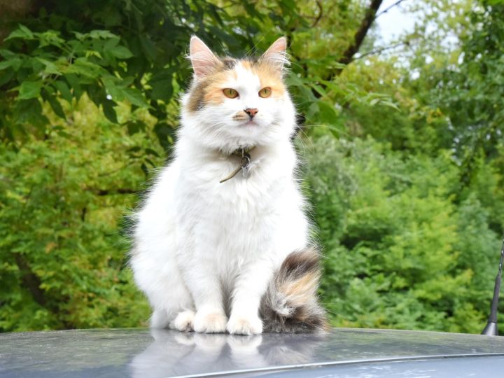 Perché i gatti si nascondono quando stanno male?