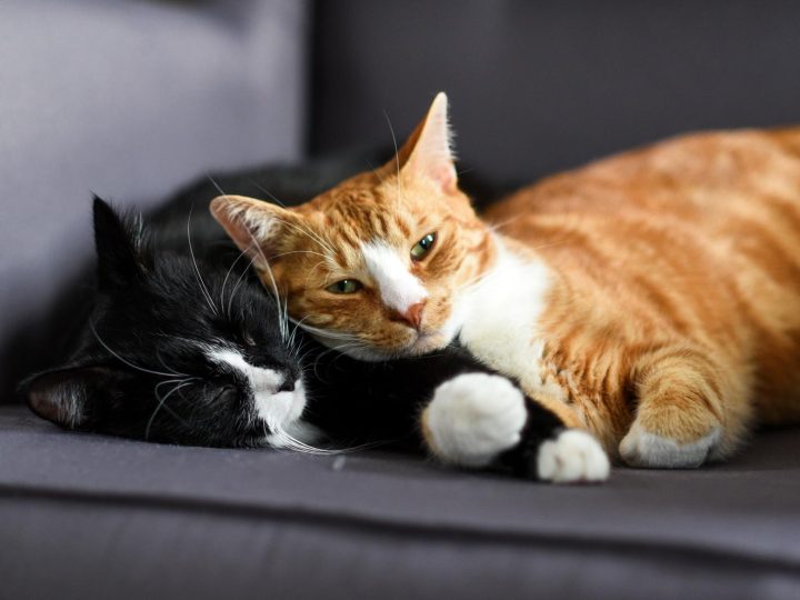 Perché i gatti soffiano?
