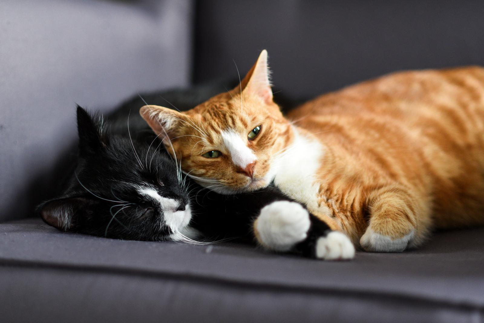 Perché i gatti soffiano?