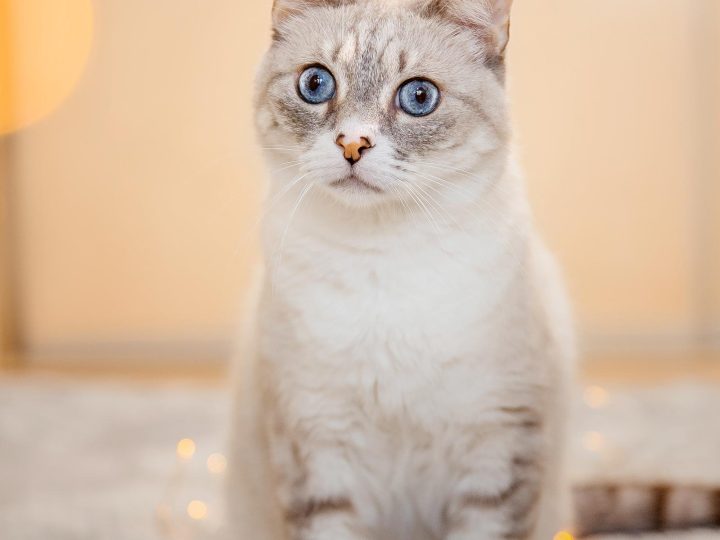 Perché i gatti ti seguono in bagno?