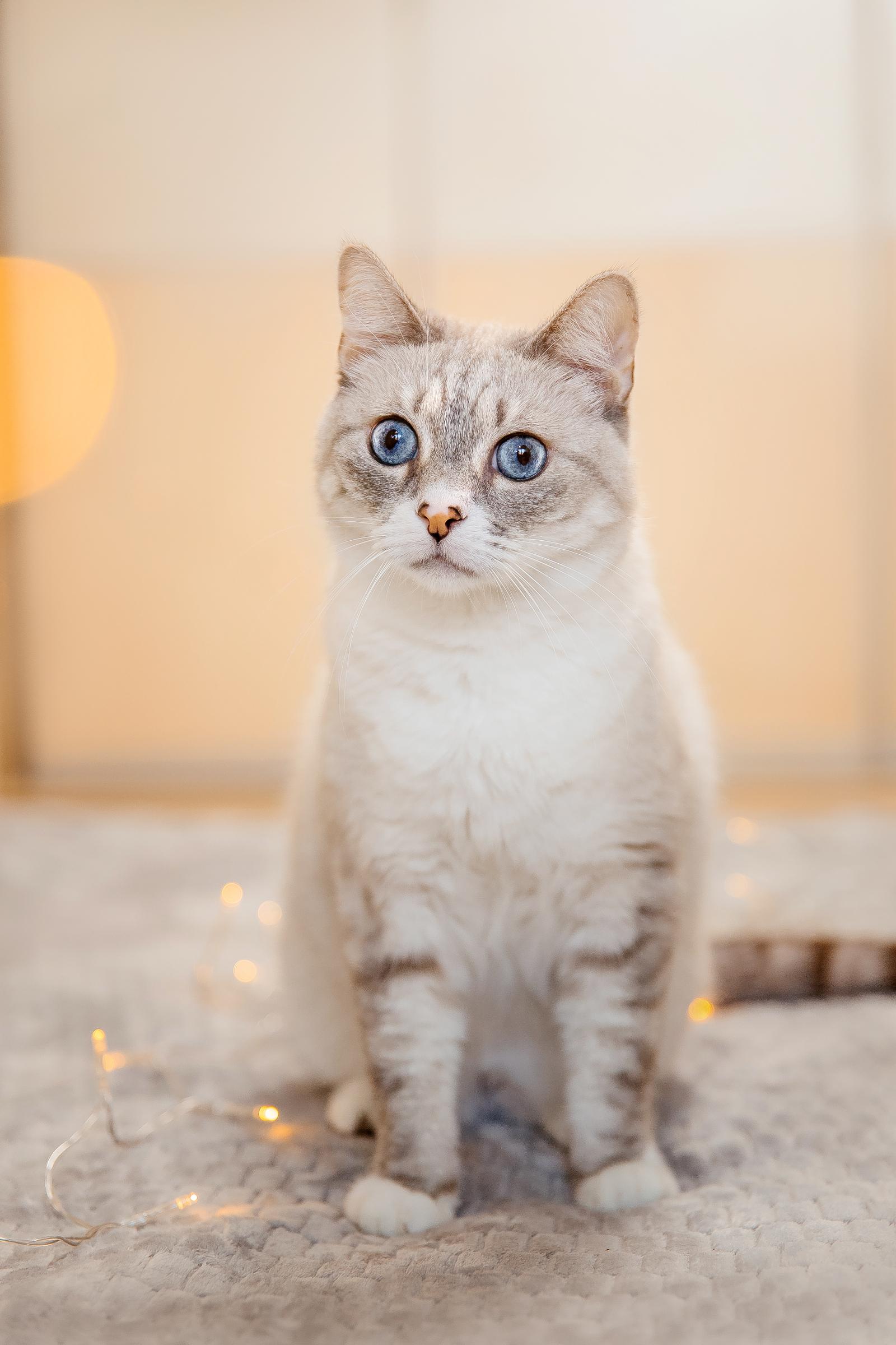 Perché i gatti ti seguono in bagno?