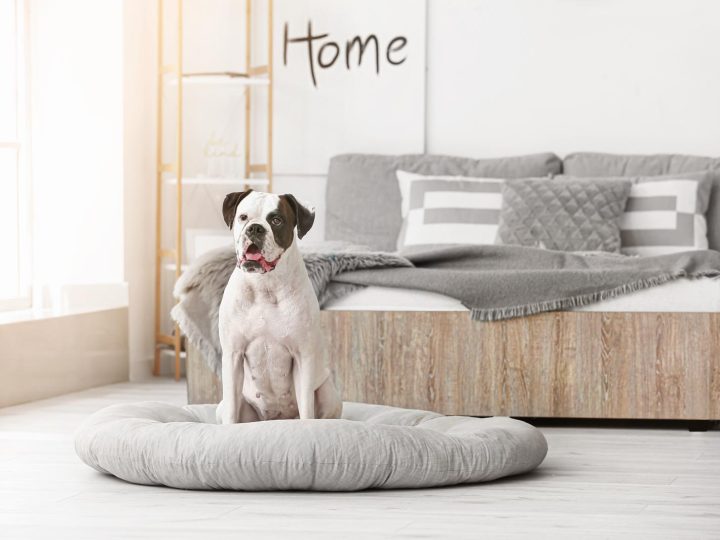 Perché il cane lecca i piedi?