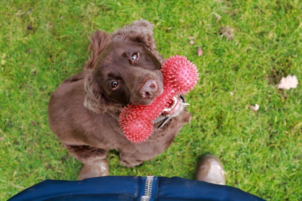 Perché il cane mangia l'erba