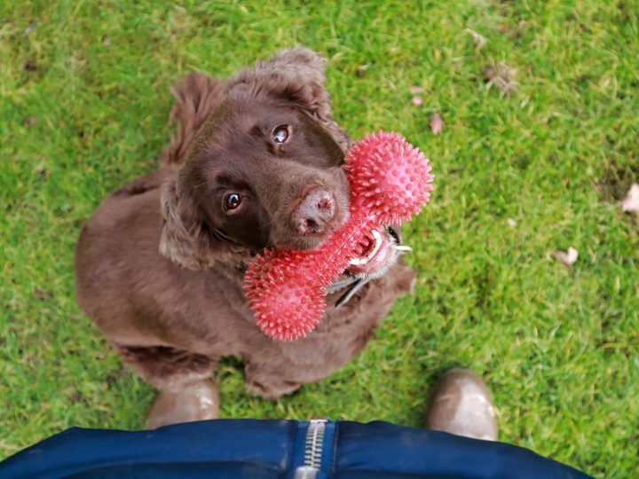 Perché il cane mangia l’erba?