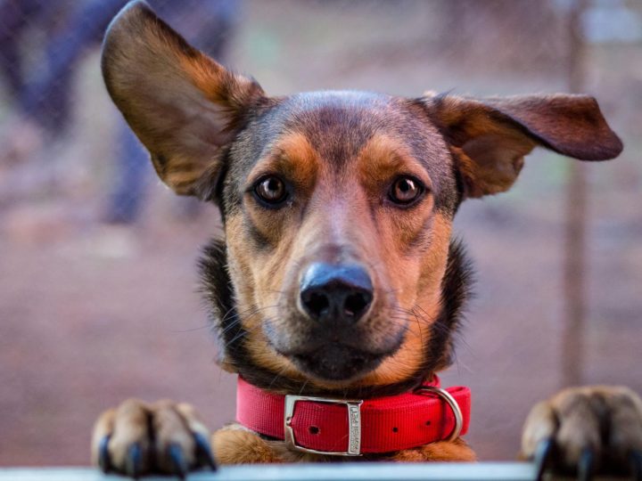 Perché il cane si gratta sempre?