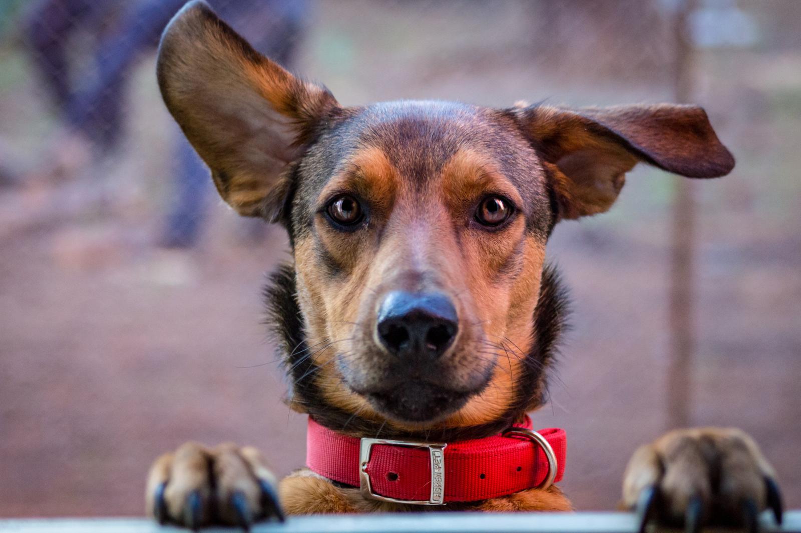 Perché il cane si gratta sempre?