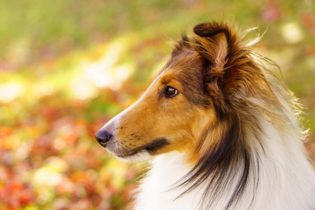 Perché il cane si lecca sempre le zampe