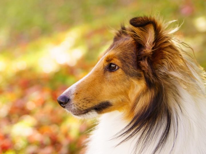 Perché il cane si lecca sempre le zampe?