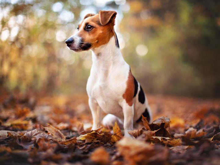 Perché il cane si mette in mezzo quando ci abbracciamo?