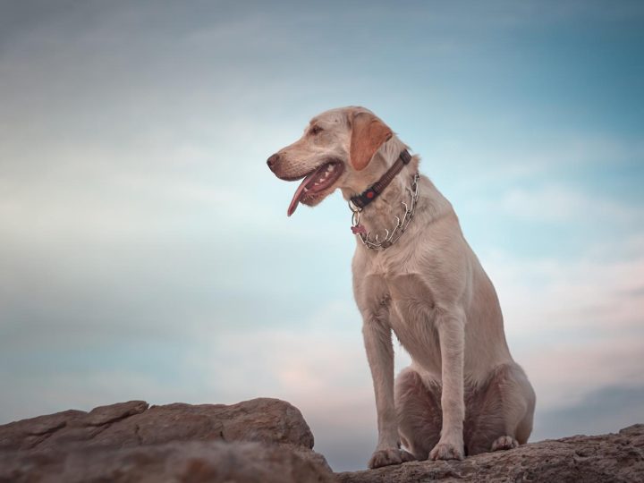 Perché il cane si morde la coda?
