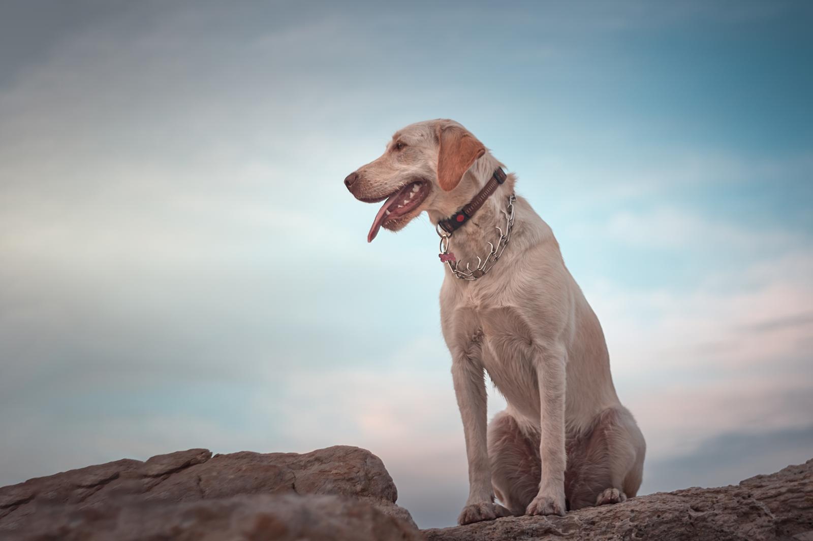 Perché il cane si morde la coda?
