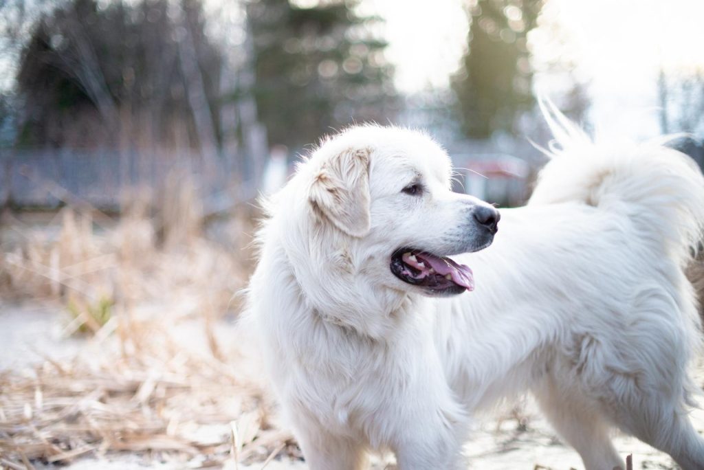 Perché il cane starnutisce