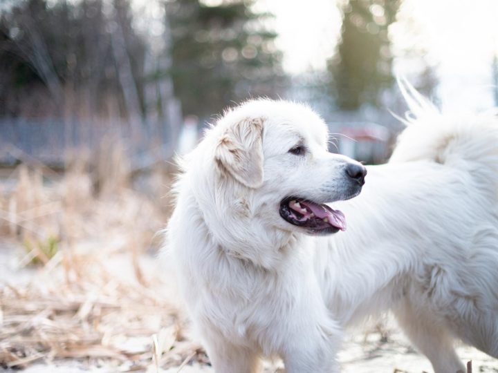 Perché il cane starnutisce?