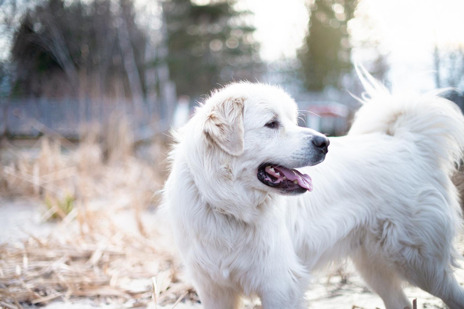 Perché il cane starnutisce?