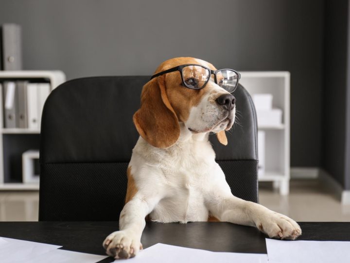 Perché il cane ulula?