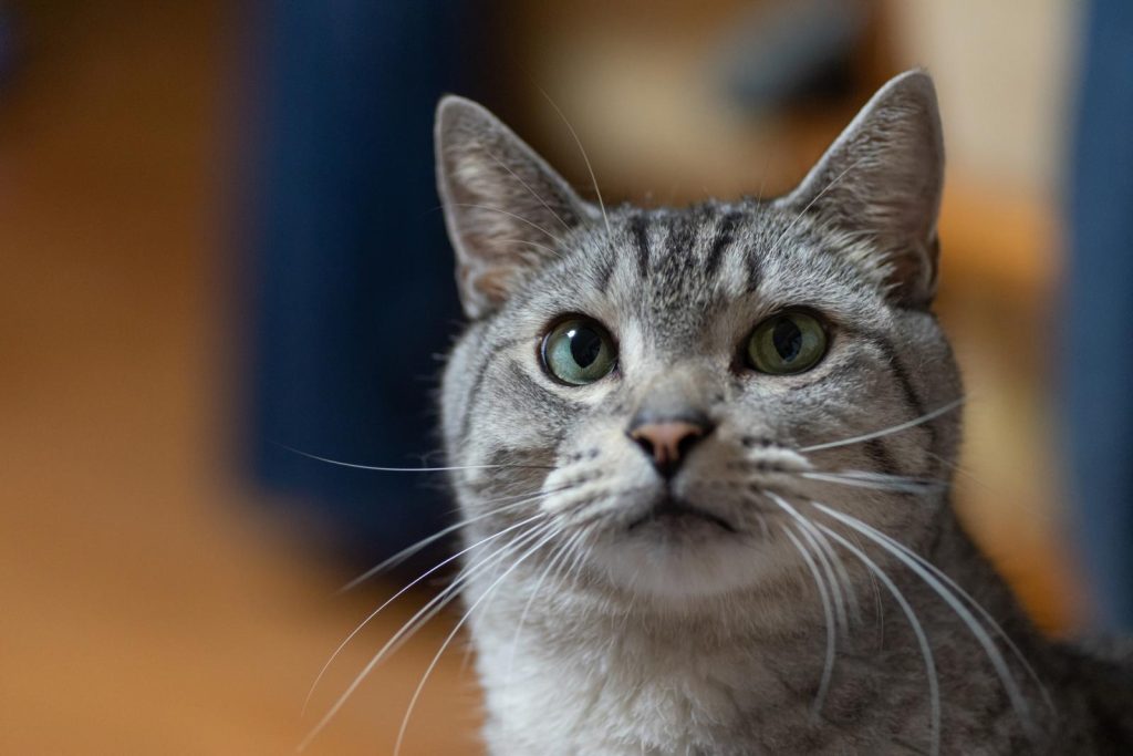 Perché il gatto fa la pasta sulla coperta