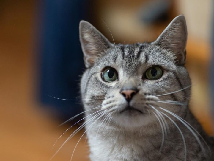 Perché il gatto fa la pasta sulla coperta?