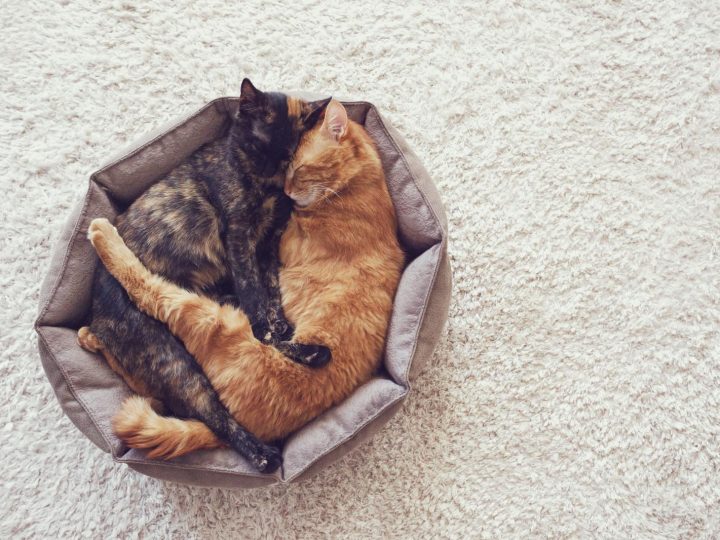 Perché il gatto fa le fusa e morde?