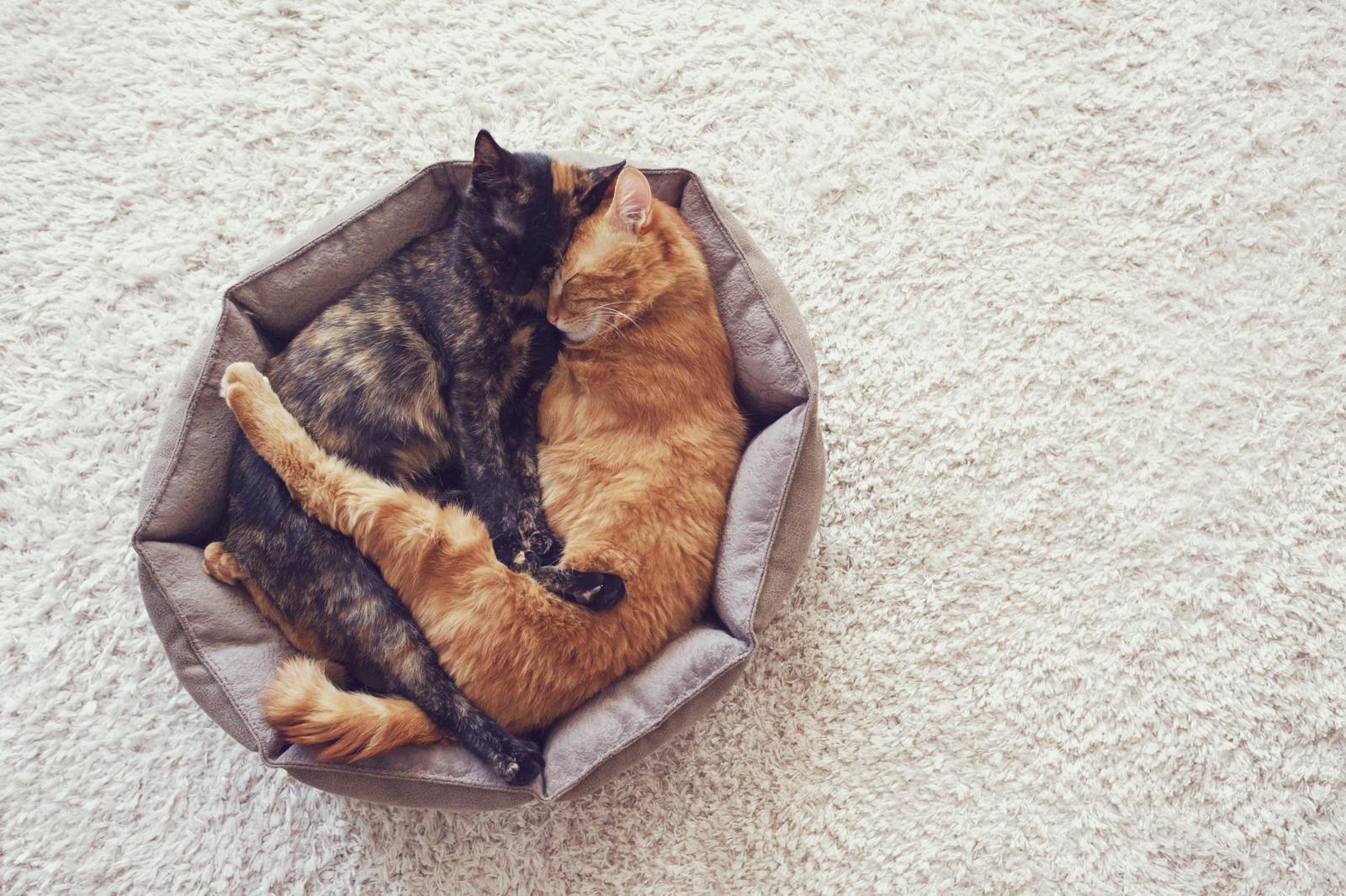 Perché il gatto fa le fusa e morde?