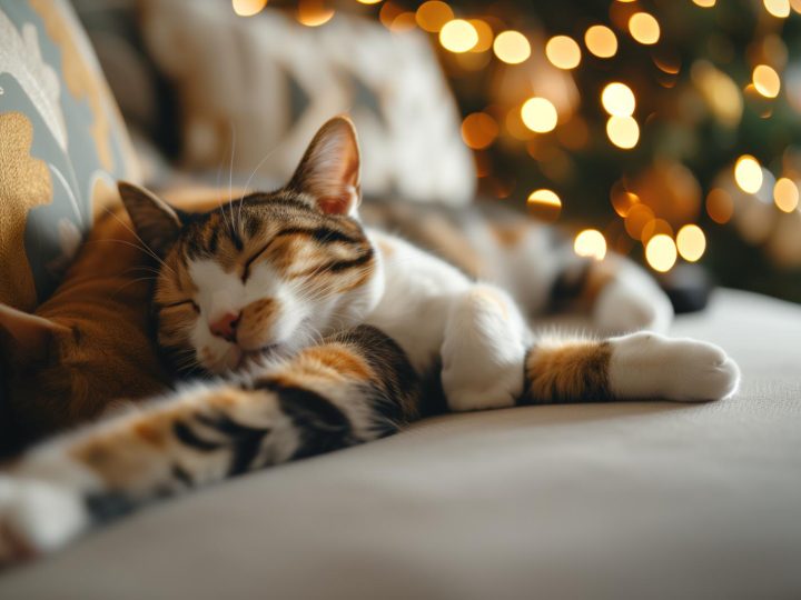 Perché il gatto impasta e fa le fusa?