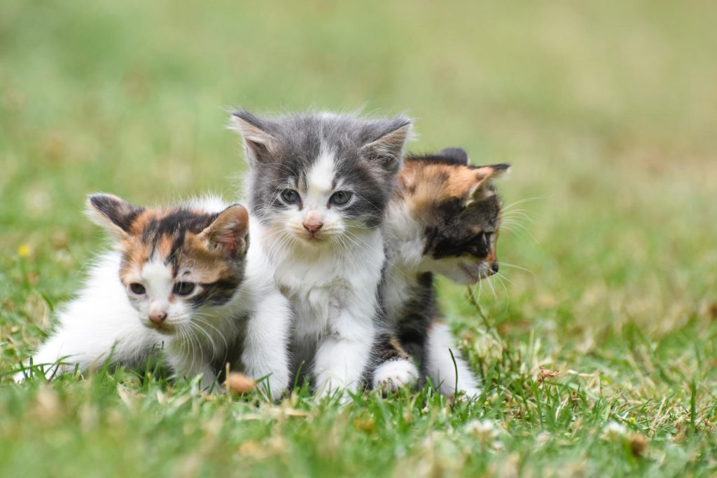 Perché il gatto mangia l'erba
