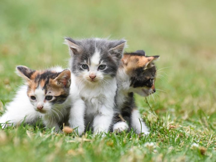 Perché il gatto mangia l’erba?
