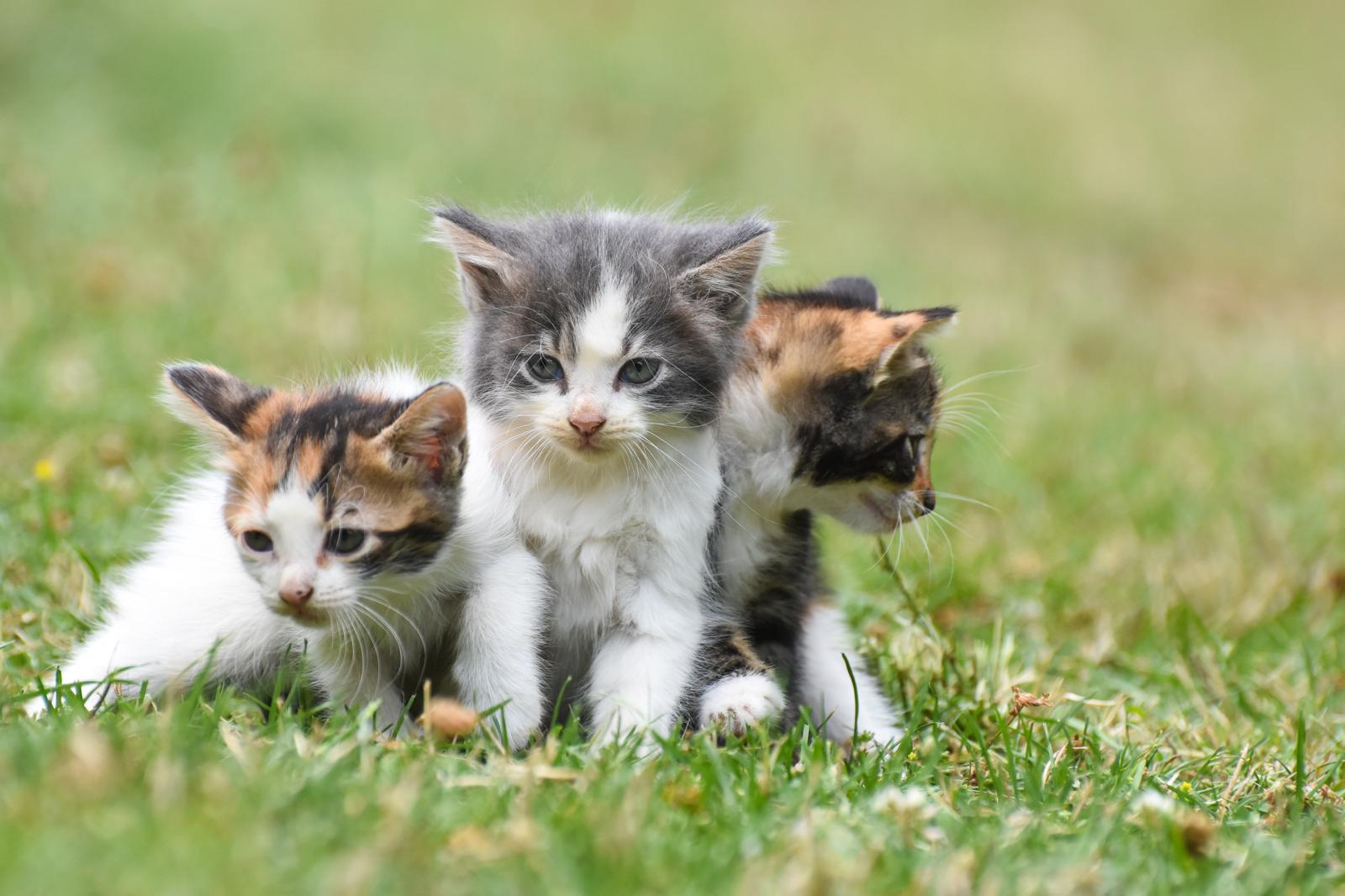 Perché il gatto mangia l’erba?