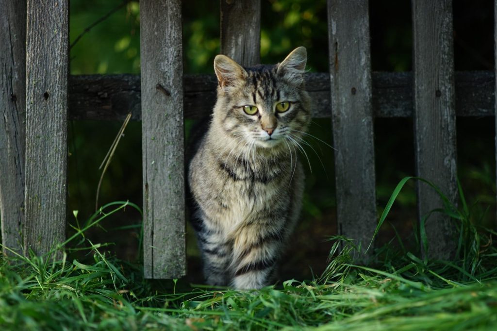 Perché il gatto mi lecca le mani