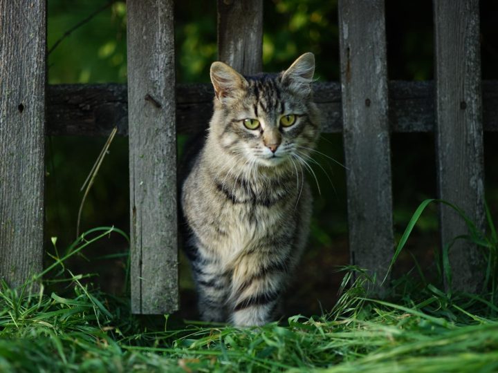Perché il gatto mi lecca le mani?