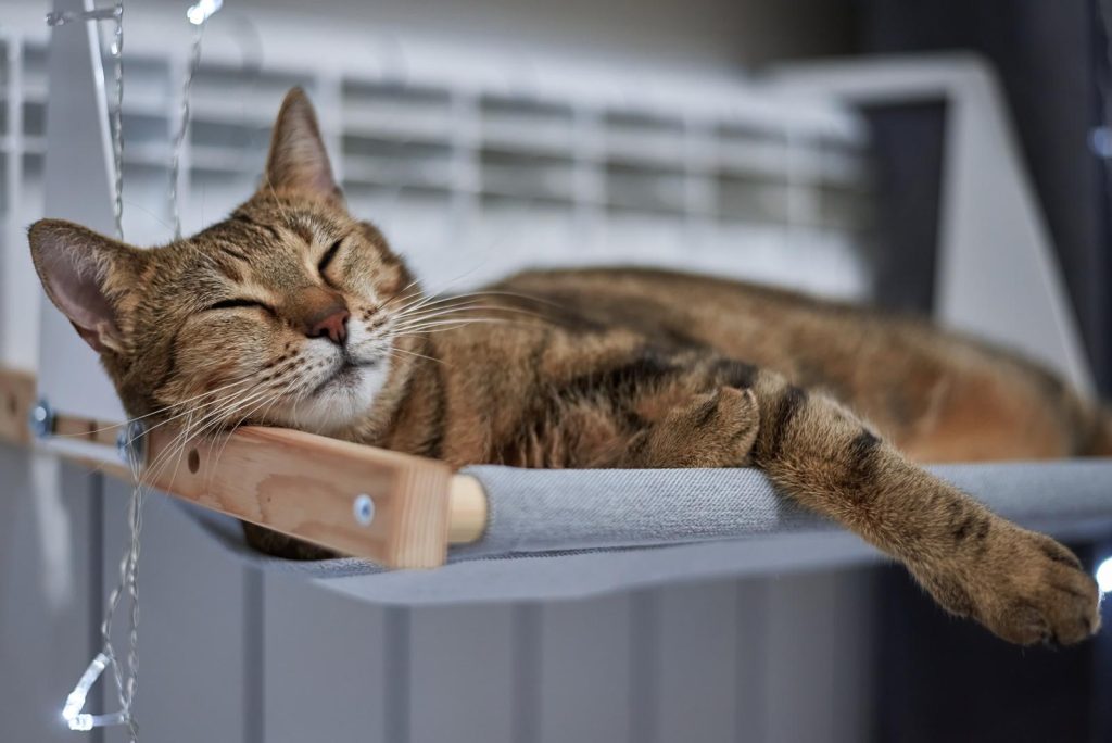 Perché il gatto miagola forte