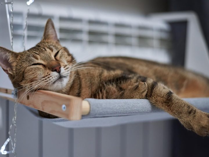 Perché il gatto miagola forte?