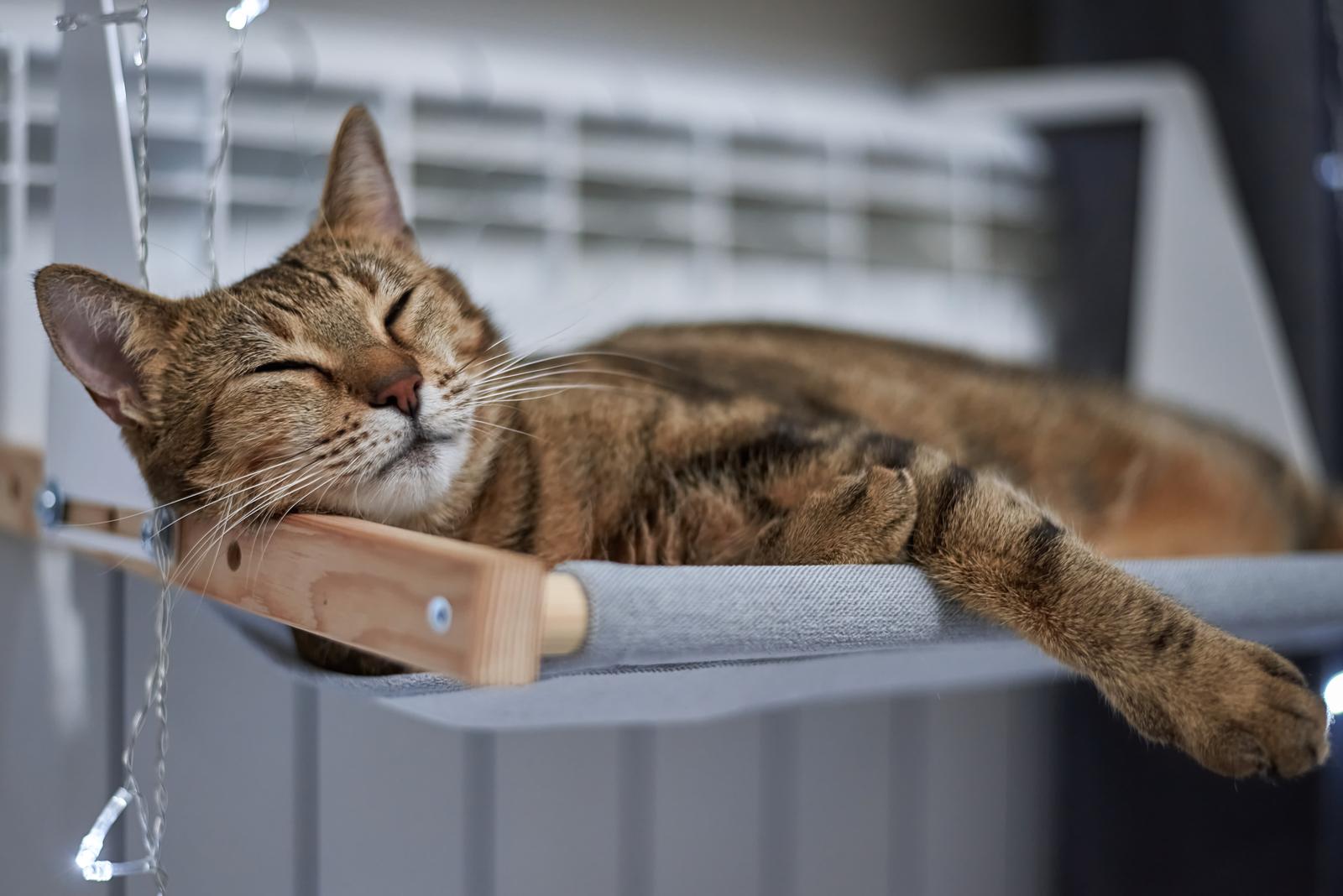 Perché il gatto miagola forte?